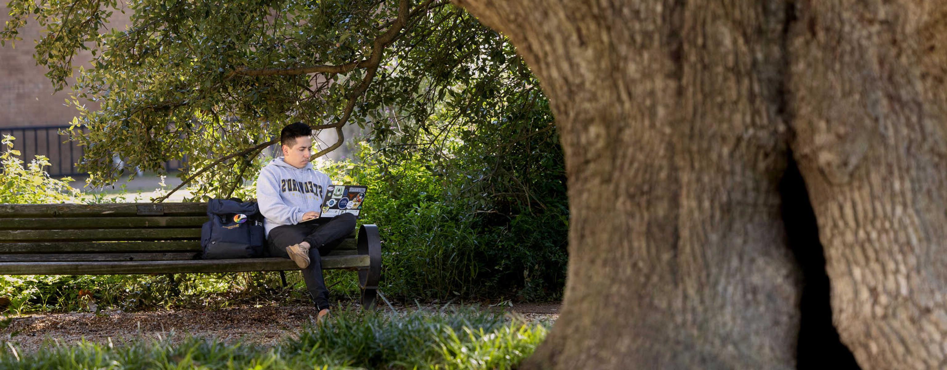 The trunk of Sorin Oak is in the foreground as a student sits behind the tree on a bench in a St. Edward's sweatshirt typing on the their laptop.