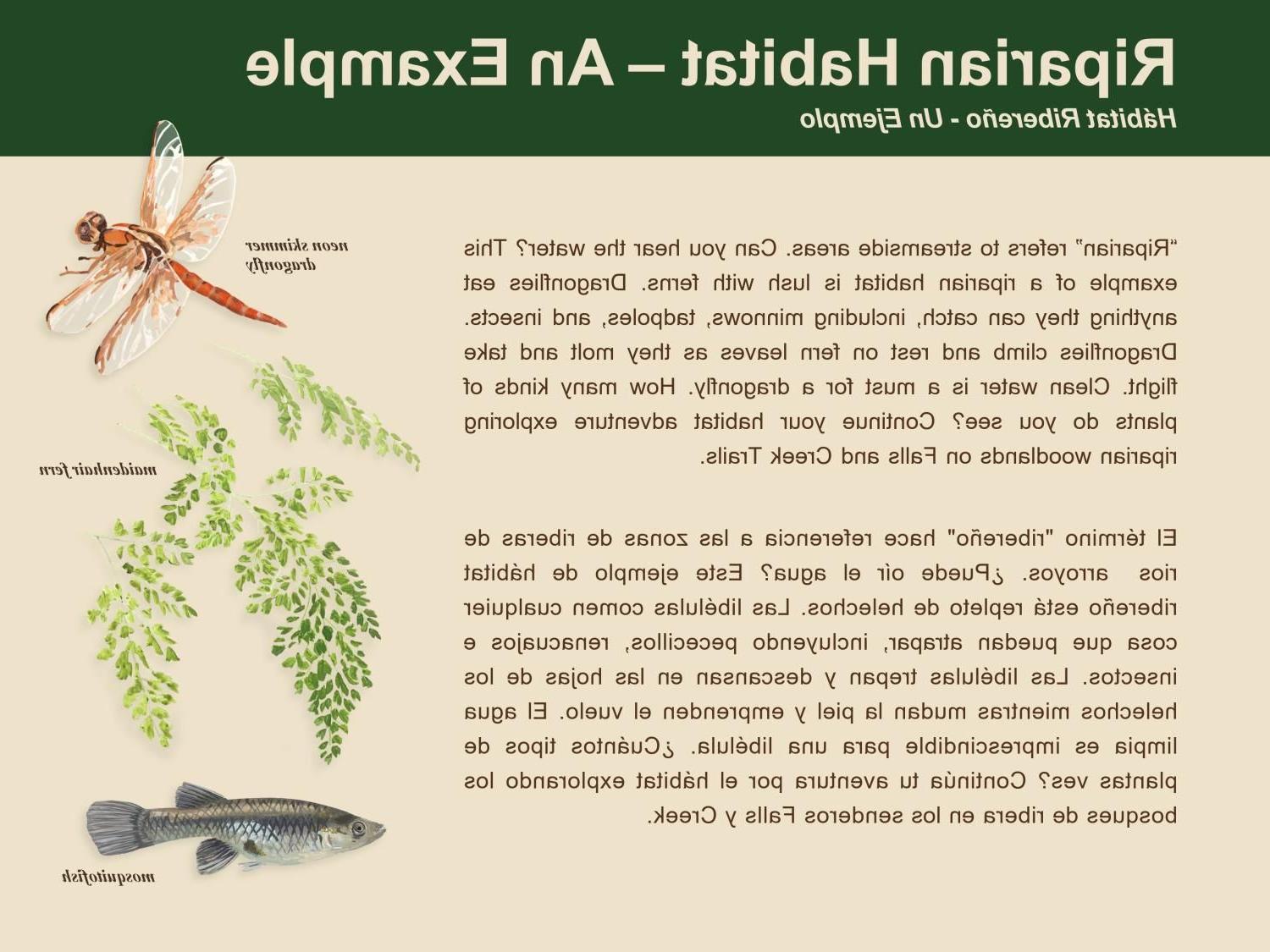 A card describing the Riparian Habitat